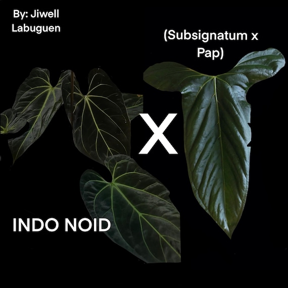 Anthurium NOID X (subsignatum X Papillilaminum) *pick Your Plant!* - Etsy