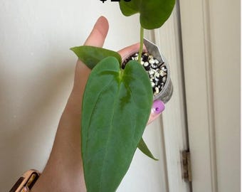 Seed Grown Anthurium Black Sweet X Fort Sherman Starter Plant (ALL