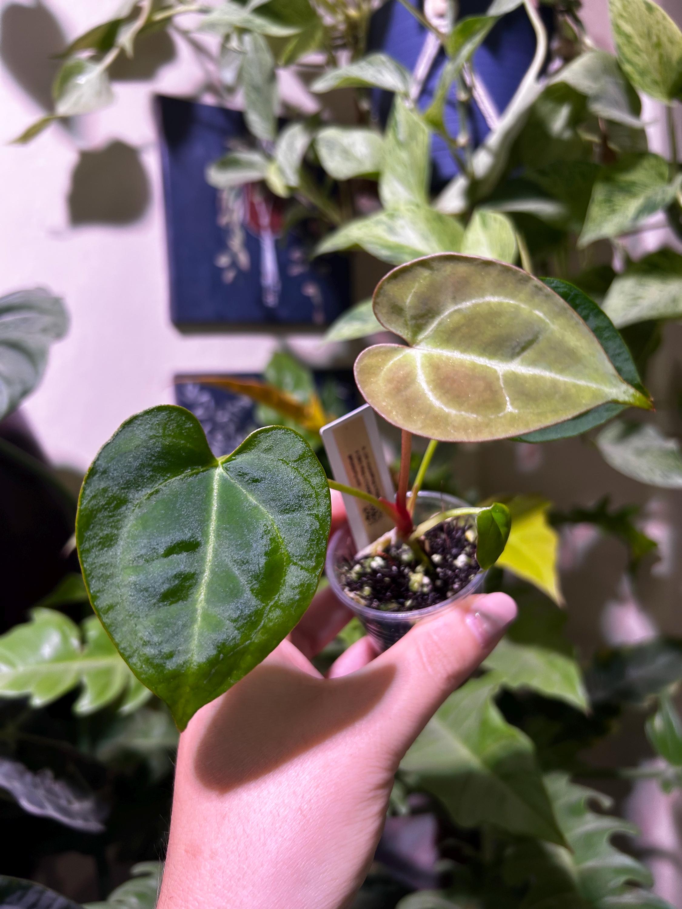 s*b様 Anthurium luxurians × Ace of Spades Anthurium Ace of Spades x Anthurium Luxurians — All The