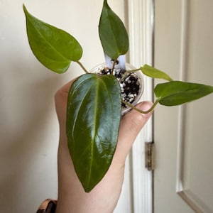 Anthurium NOID X (Subsignatum X Papillilaminum) *Pick your plant!*