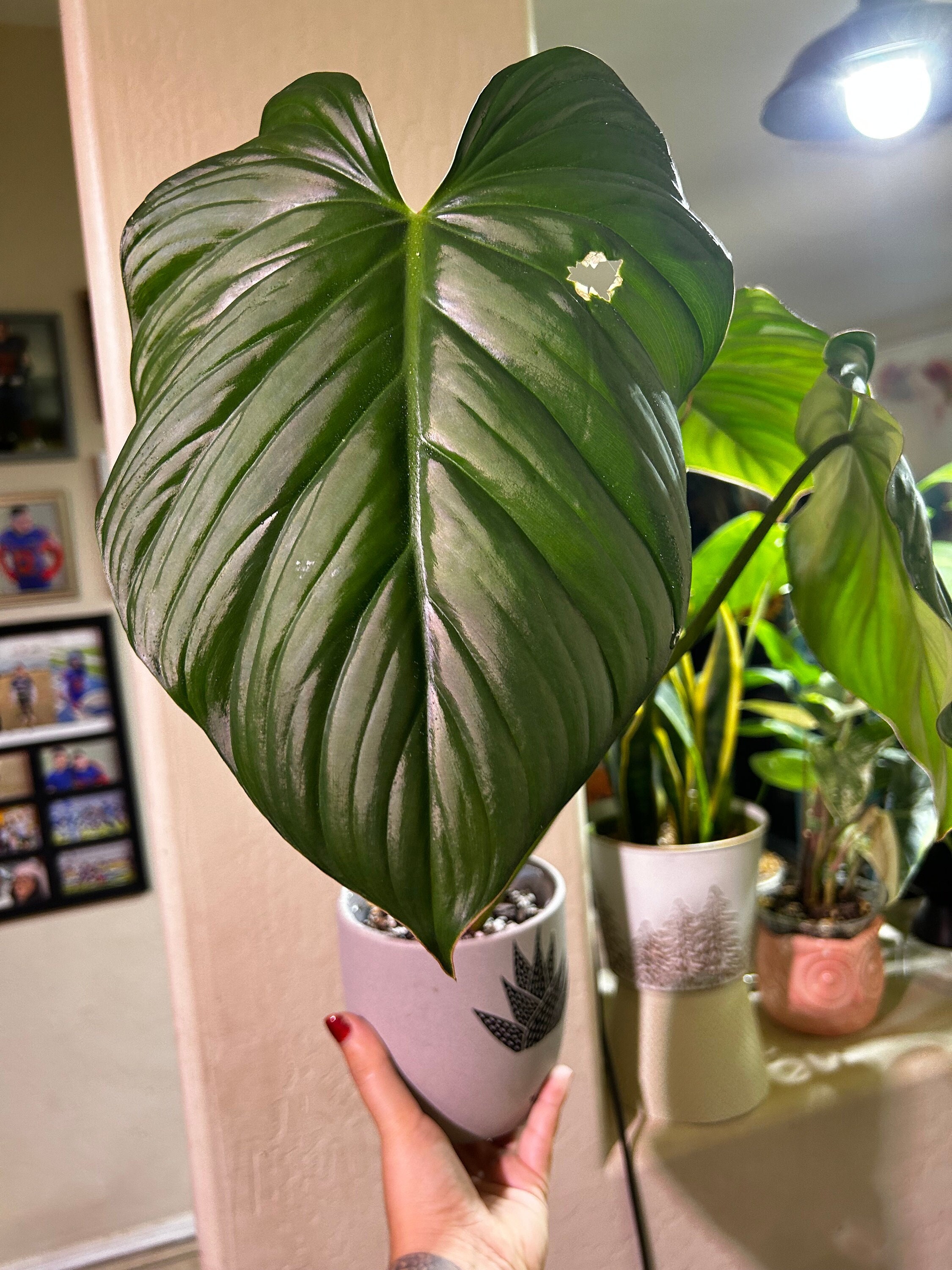 Philodendron SP Colombia (el Guapo) - Etsy