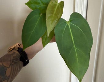 Seed Grown Anthurium Black Sweet X Fort Sherman Starter Plant (ALL