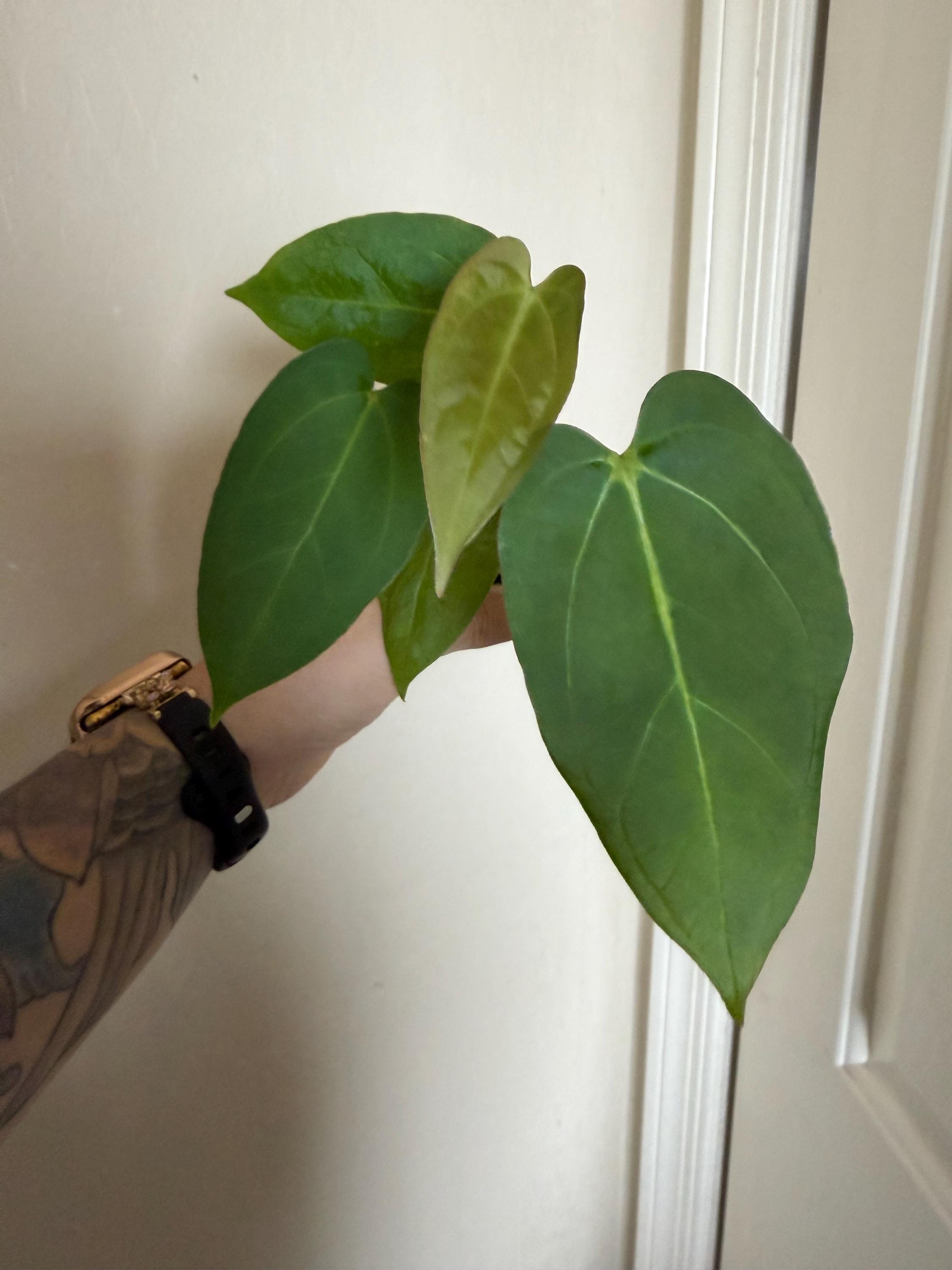 Anthurium Subsignatum - Etsy