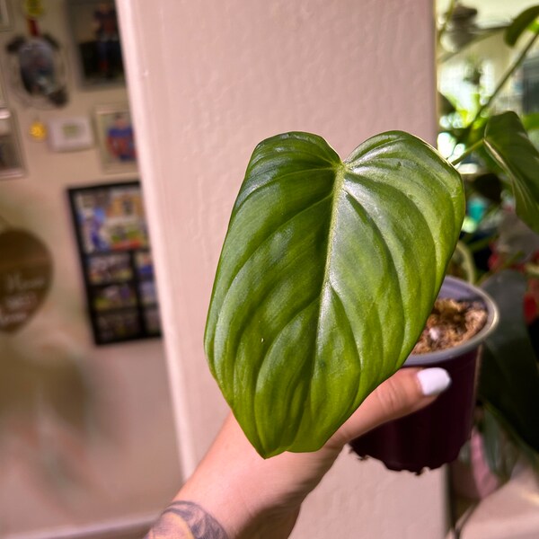 Philodendron Dean McDowell