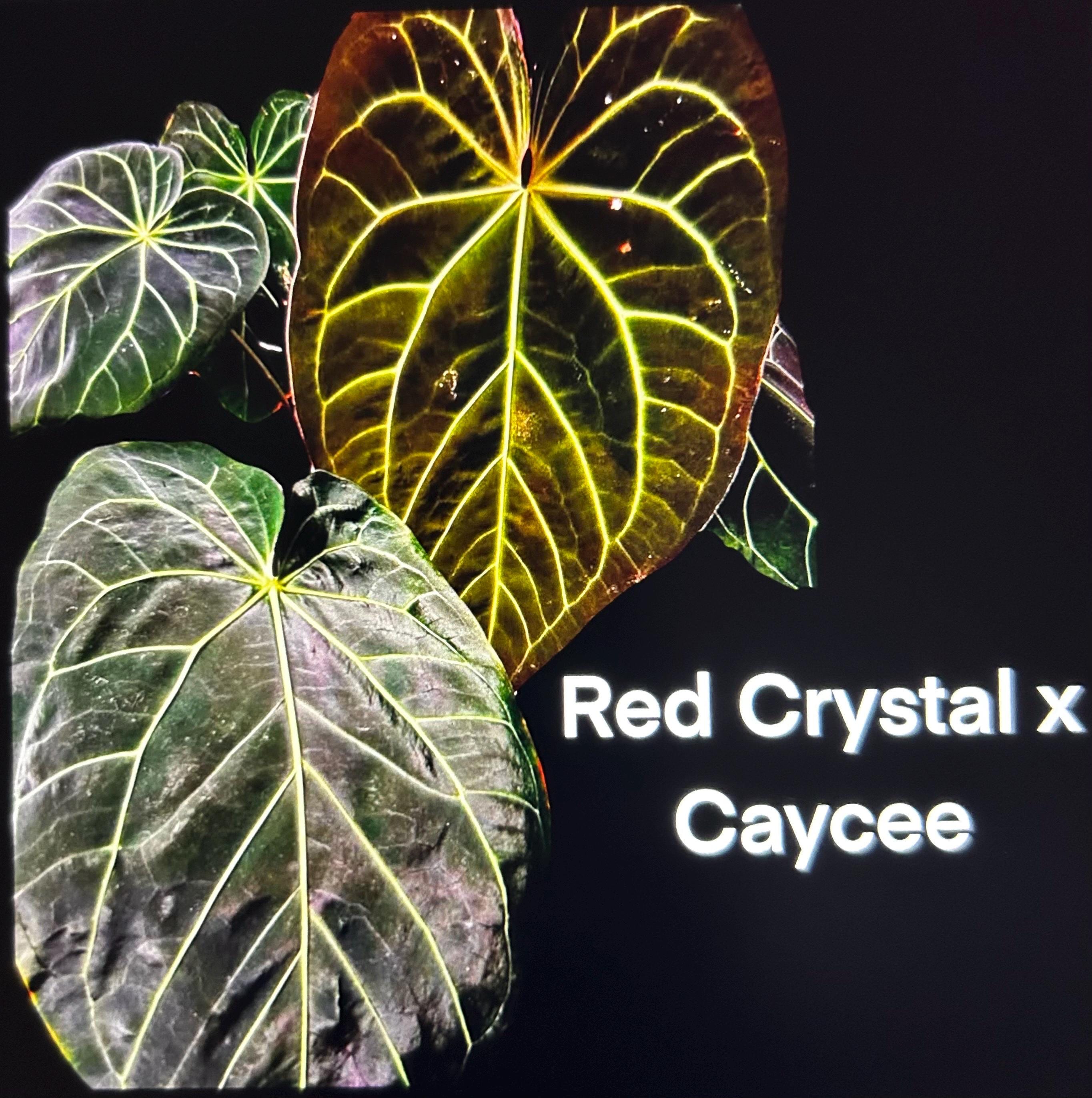 Anthurium Red Crystallinum X Caycee *pick Your Plant!* - Etsy