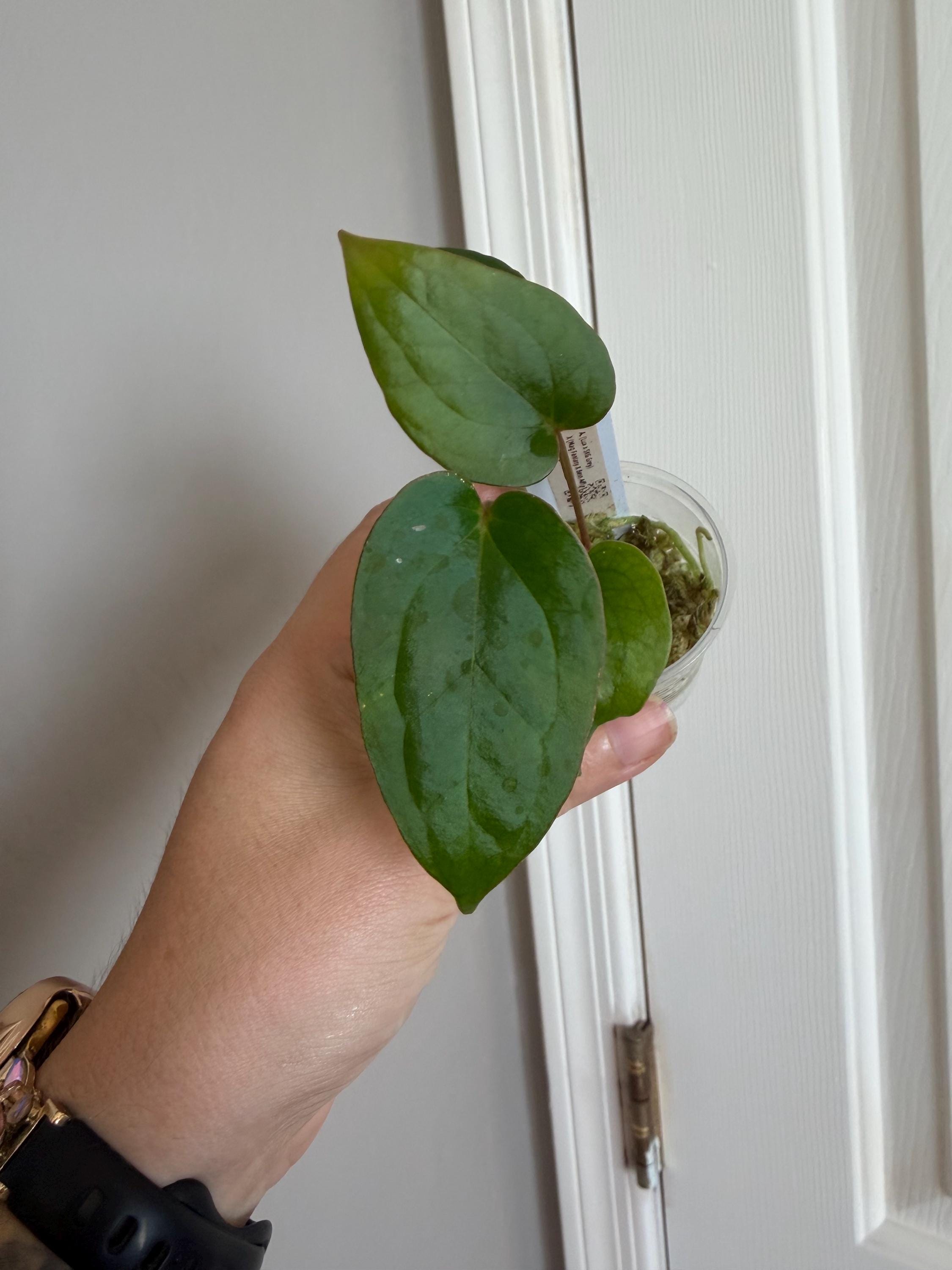 Anthurium Silver Blush X Michelle - Etsy