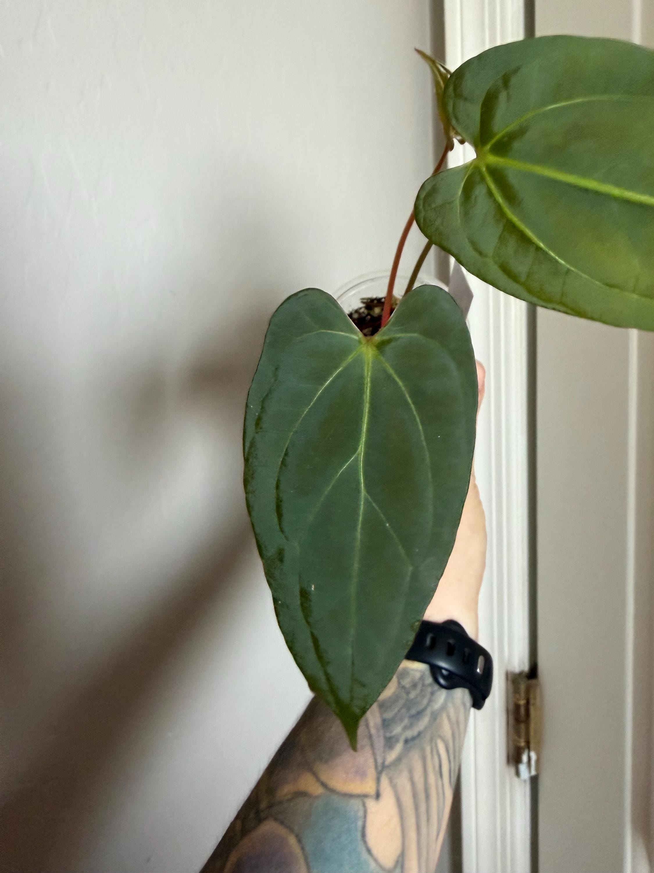 Anthurium Silver Blush X Michelle - Etsy