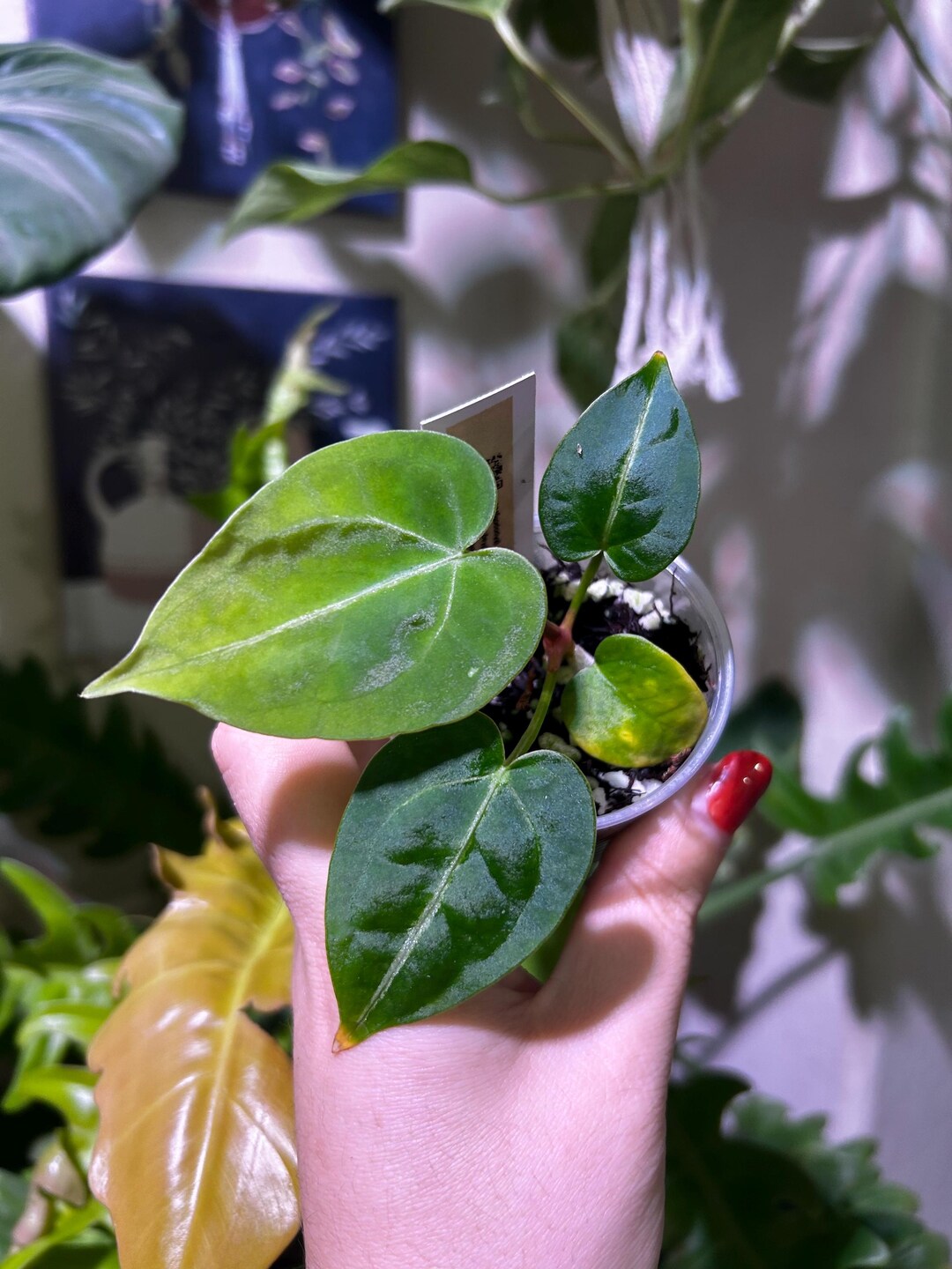 Anthurium NOID ‘raspberry’ X (mag X Forgetii) *pick You Plant* - Etsy