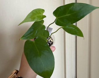 Seed Grown Anthurium Black Sweet X Fort Sherman Starter Plant (ALL