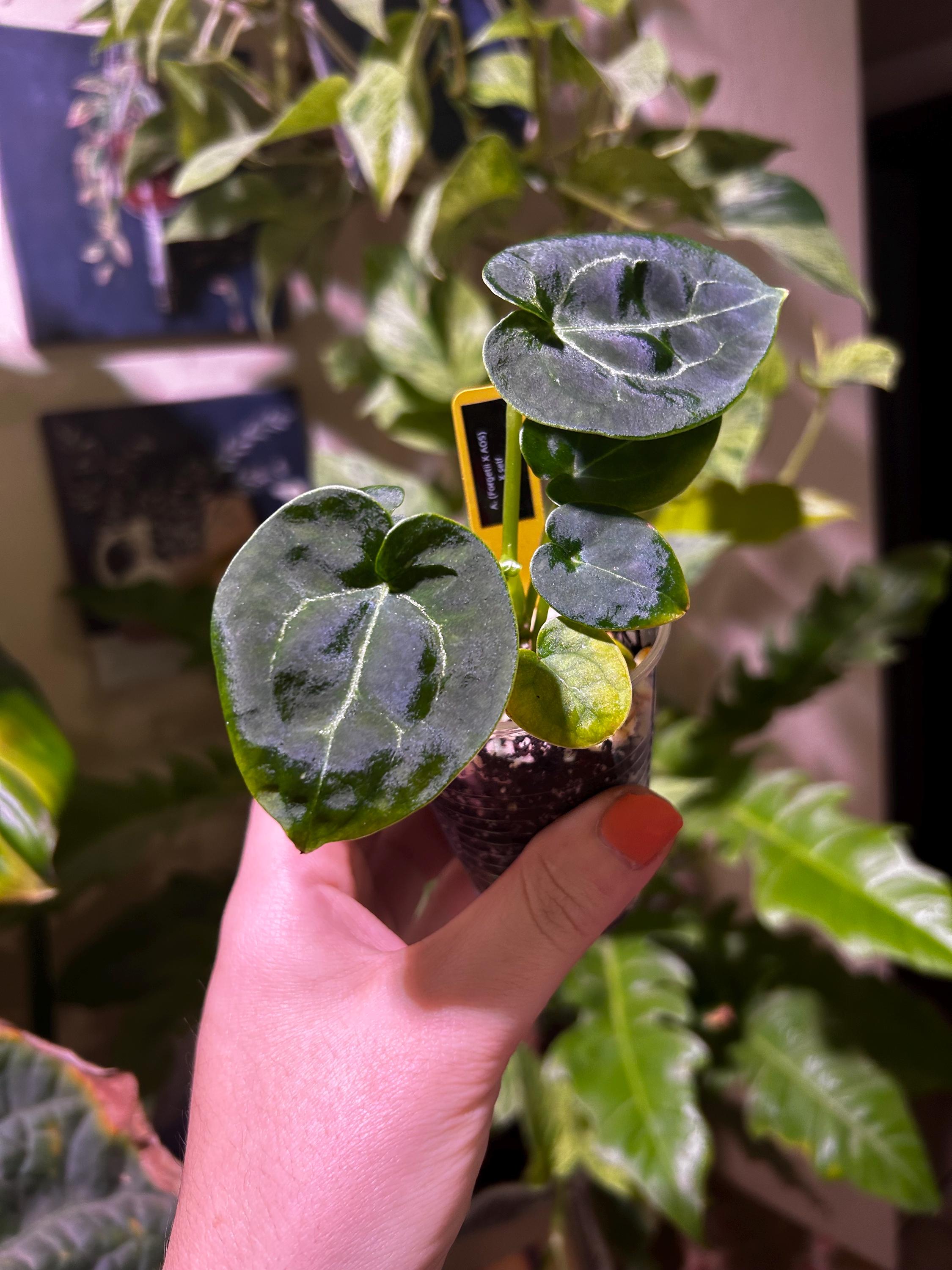 Anthurium (forgetii X AOS) X Self #6 - Etsy