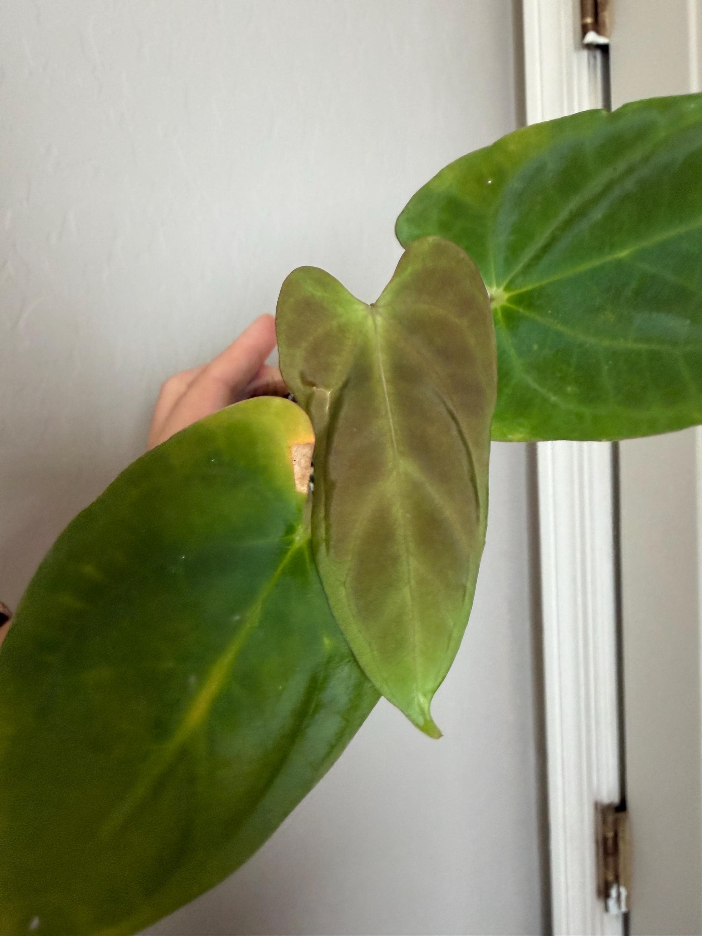 Anthurium Silver Blush X Michelle - Etsy