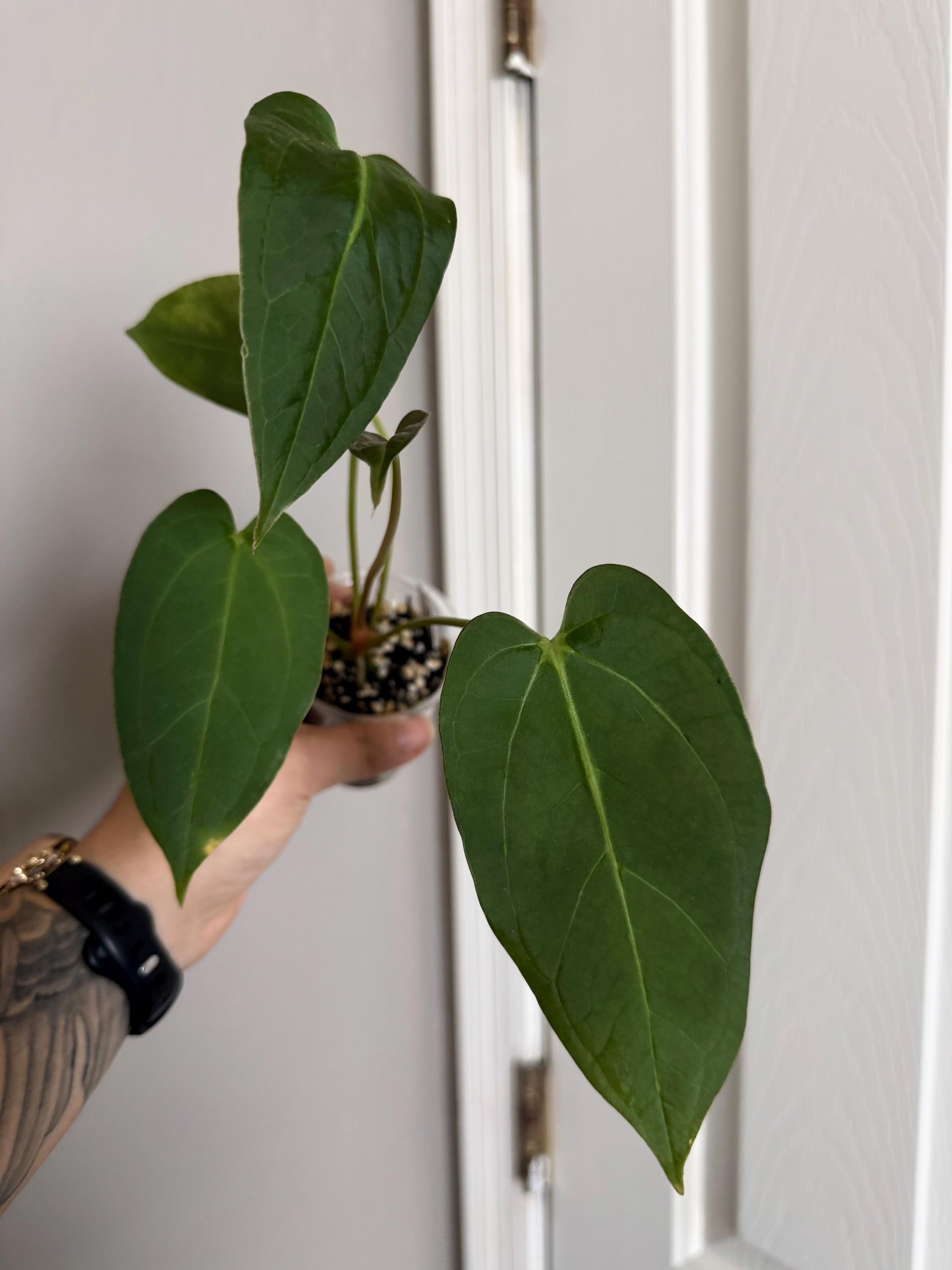 Subsignatum Anthurium - Etsy