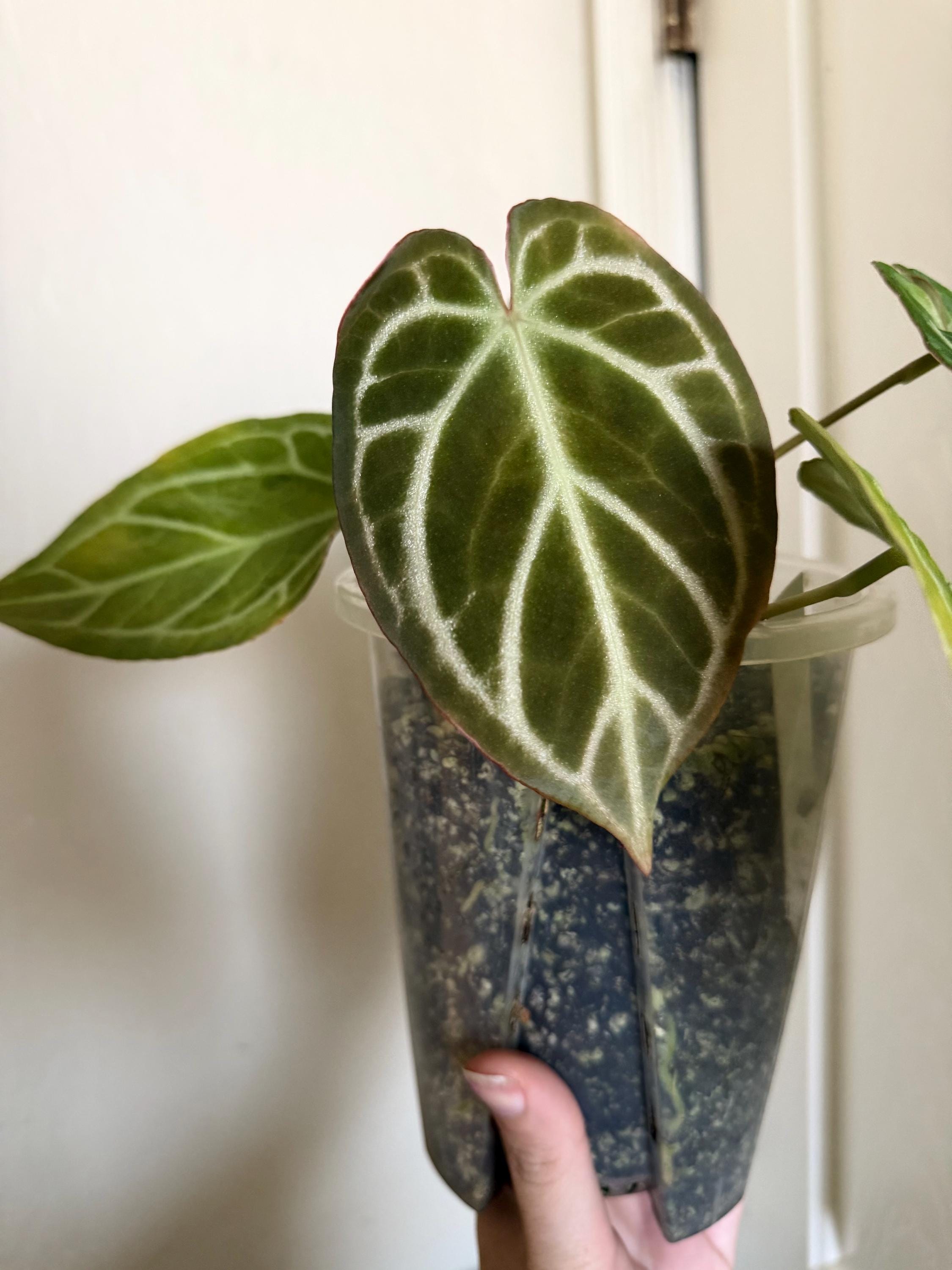 Red Crystal X Michelle Anthurium - Etsy