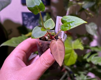 Anthurium (Papillilaminum x Magnificum) x Forgetii *Pick your plant*