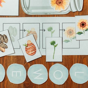 Flower Life Cycle, PreK Toddler Printable, Summer and Spring Botanical Morning Work Basket Activity, Homeschool Unit Study