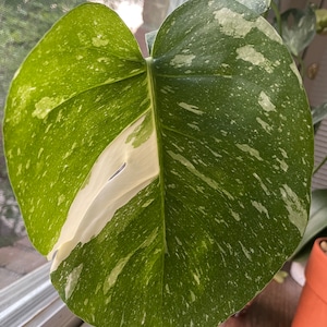 Monstera Thai Constellations