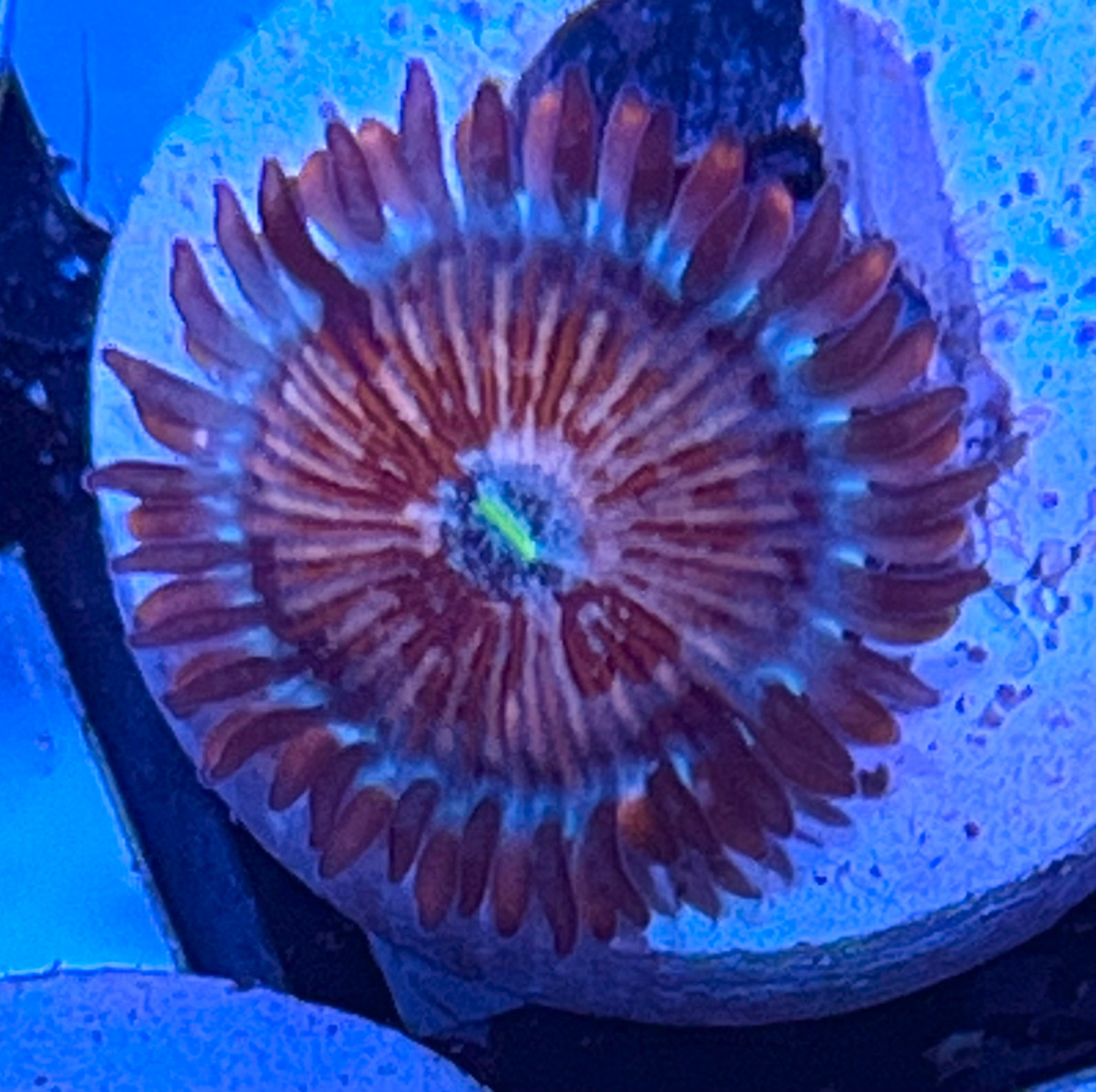 White Zombie Paly/Zoa – SomethingFishyLLC