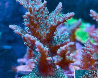 Forest Green Acropora