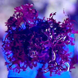 Red Dragon's Breath Macroalgae | Gracilaria hayi. Live Marine Macro Algae | Reef Aquarium Refugium | Saltwater Aquarium Plant by coralSLover