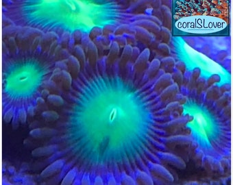 Candy Apple Green Zoanthids