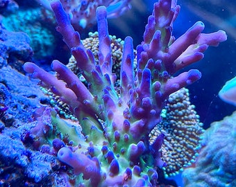 Tricolor Granulosa Acropora