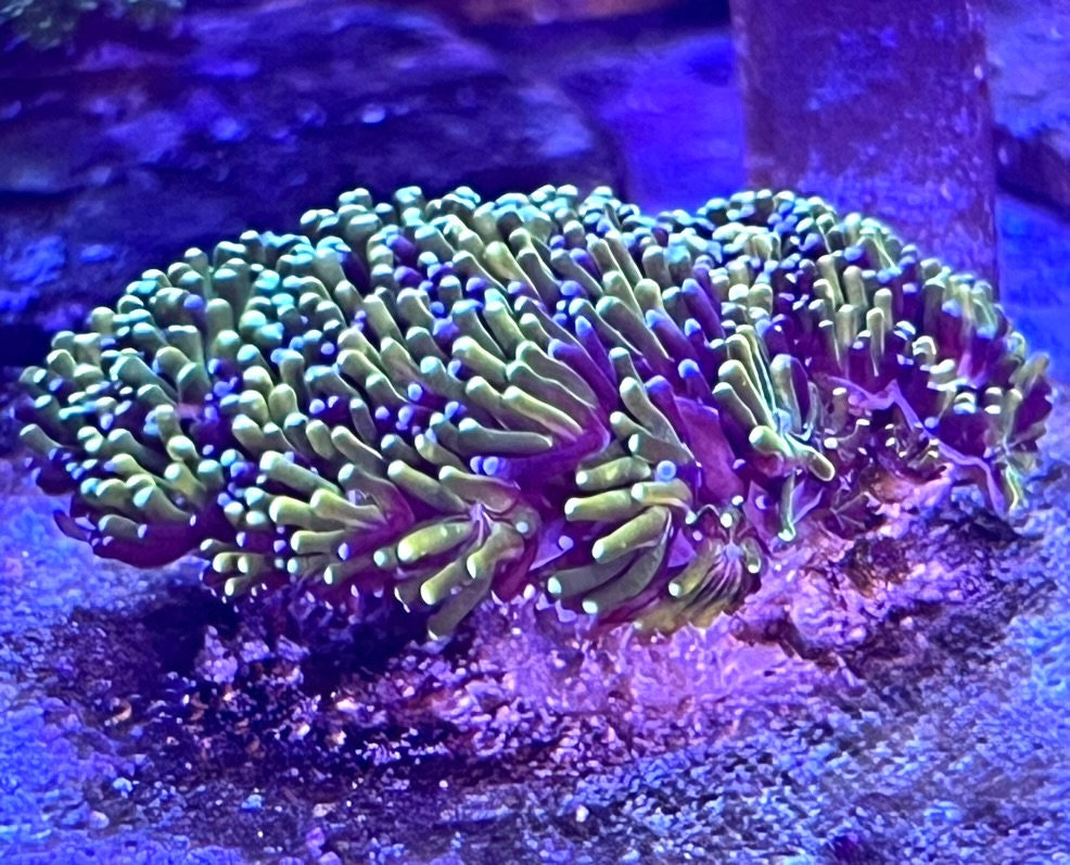 Purple and Neon Green Tentacle Galaxea Live Saltwater Coral