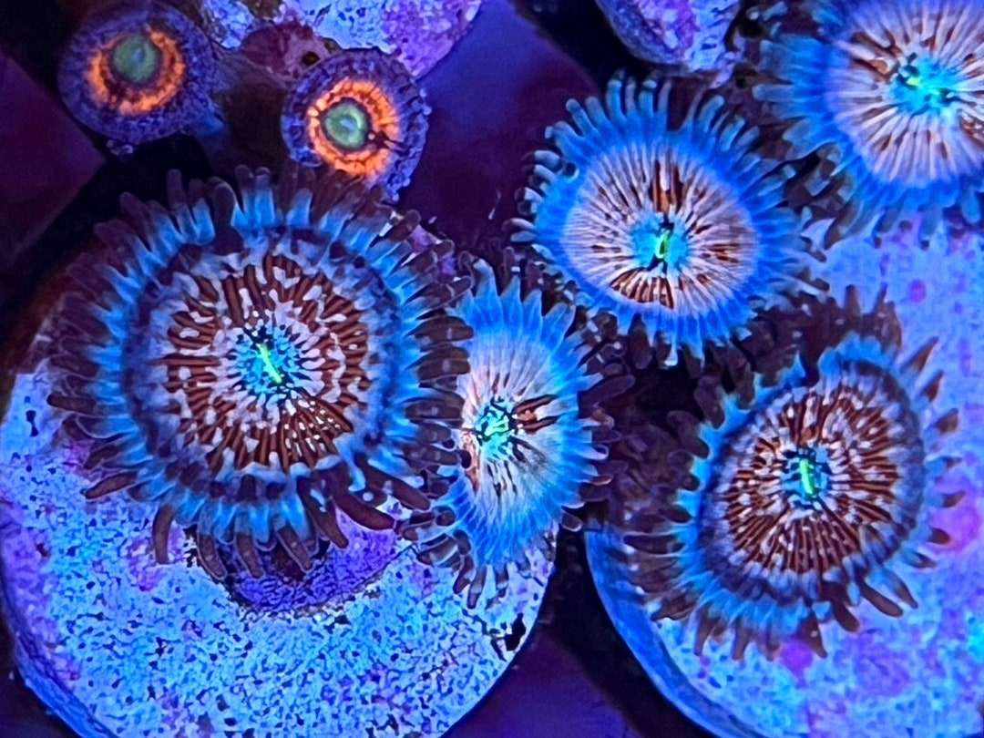 White Zombie Zoanthids Etsy
