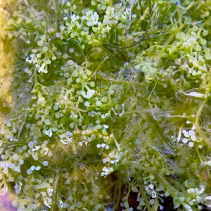 May include: Close-up of a vibrant green macroalgae, possibly sea grapes, with small, round, pearl-like structures. The image showcases the intricate details of the plant's texture and form, with a focus on the clustered, bead-like elements.