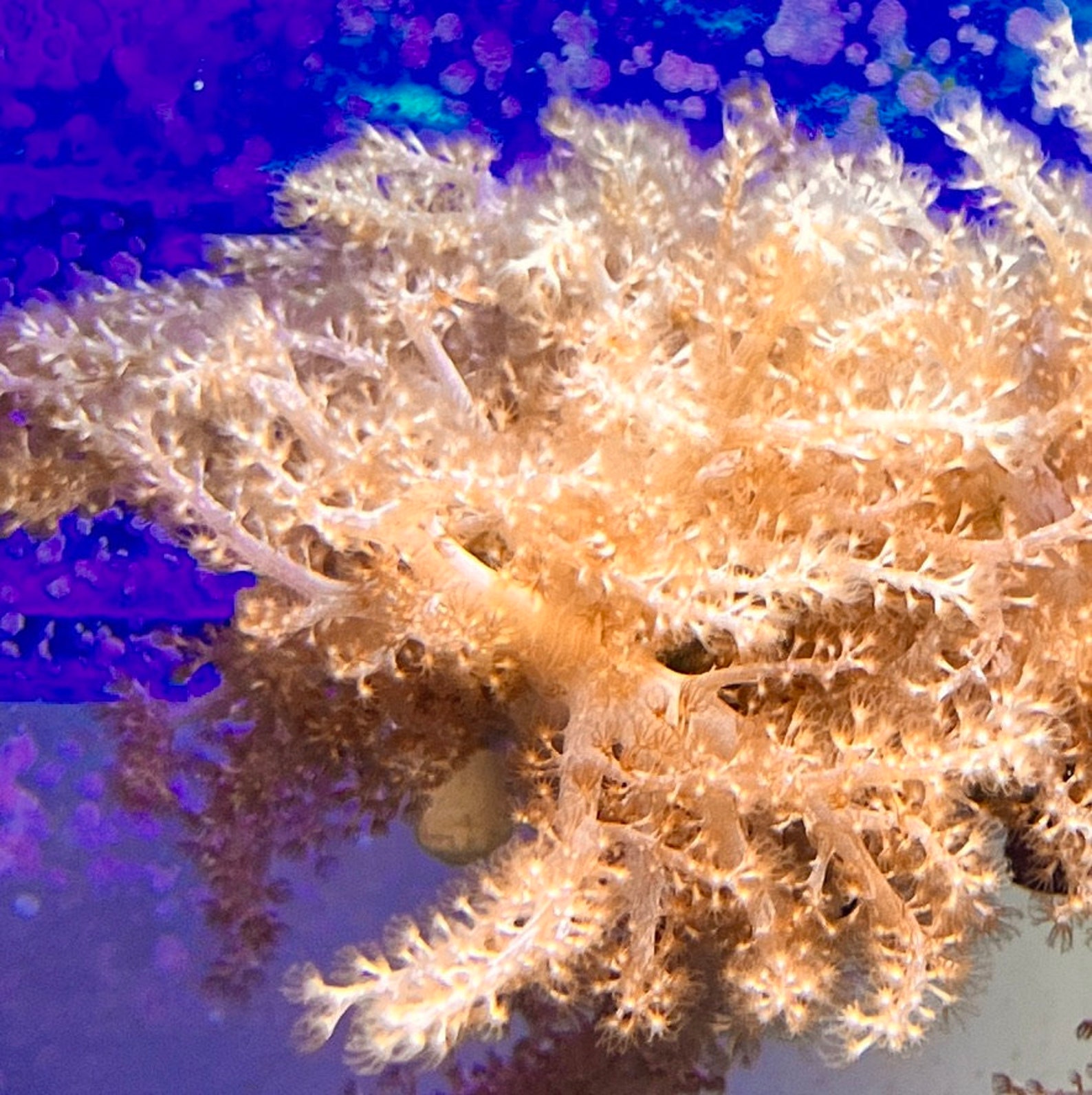 Spaghetti Finger Leather Coral sinularia Etsy