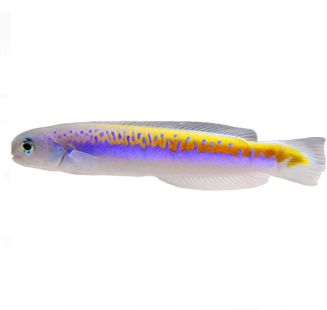 View of Goby Fish - Livestock - Live Saltwater Fish by Coralslover - Etsy