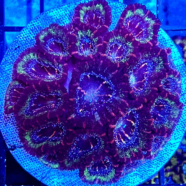 Purple Lord Acan