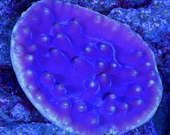 Turbinaria Purple Scroll Coral