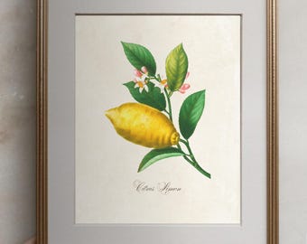 Citrus Limon Vintage Botanical Print, Vintage Lemon Print
