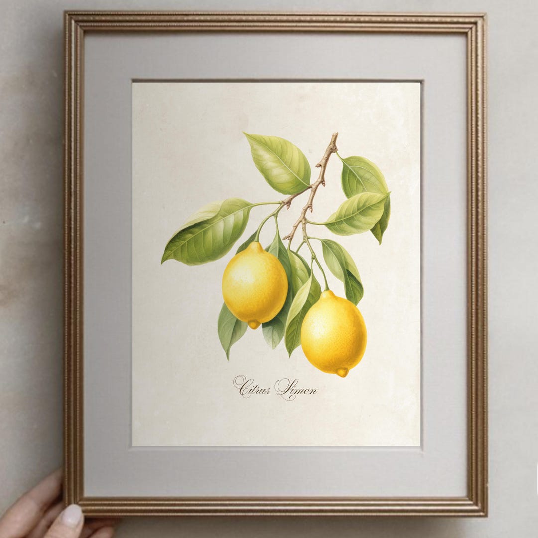 Citrus Limon Vintage Botanical Print, Vintage Lemon Print - Etsy