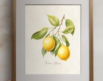 May include: A framed botanical illustration of a lemon tree branch with two yellow lemons and green leaves. The text "Citrus Limon" is printed below the lemons.
