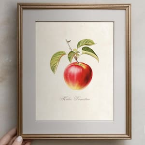 24時間限定タイムセール おいしいリンゴの品種チャートプリント | 家庭用ポスター 絵画