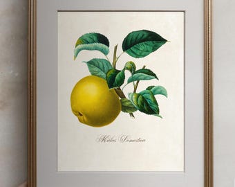 The Golden Apple - Etsy Canada