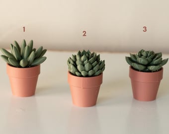 Spinny Succulent 3D Printed Fidgets