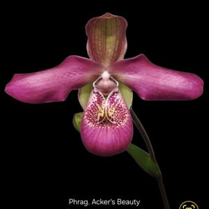 Può includere: Primo piano di un'orchidea Phrag. Acker's Beauty su sfondo nero. L'orchidea presenta petali rosa intenso e una sacca a motivi con macchie rosse e gialle. Lo stelo del fiore è verde e il testo "Phrag. Acker's Beauty" è visibile.
