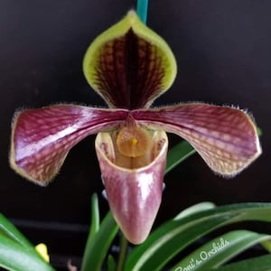 Paph. villosum (villosum 'Hung Sheng' BM/TPS x self)