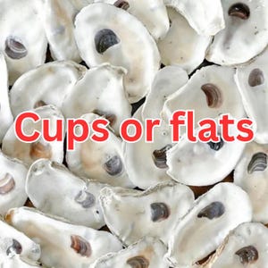 Op de afbeelding: Een verzameling oesterschelpen, voornamelijk wit met bruine en grijze markeringen, vult het beeld. De rode tekst "Cups or flats" is over de afbeelding geplaatst. De schelpen variëren in grootte en vorm, wat een natuurlijke textuur creëert.