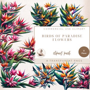 Clipart floral, fleur oiseau de paradis, fleurs tropicales, aquarelles de fleurs, usage commercial, créations numériques, fabrication de cartes, fleur exotique,
