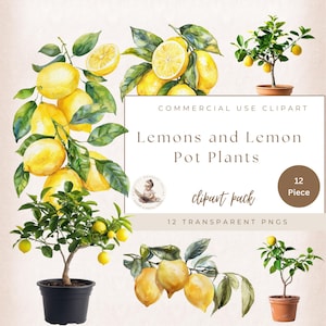 Citroner och citronkrukaväxter grafik, citrus clipart, sommar clipart, digital konst, akvarell clipart, kommersiellt bruk, korttillverkning