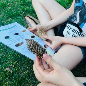Peut inclure: Un enfant est assis dans l'herbe, tenant un cône de pin et un guide pour identifier différents types de cônes de pin. Le guide est intitulé "Scote de qui?" et présente des illustrations de divers cônes de pin.