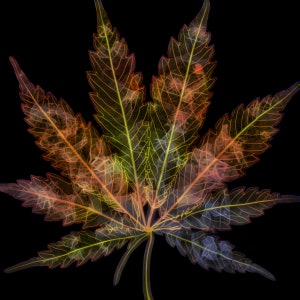 Neon Regenbogen Marihuana Blatt X-Ray