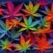Canna Bis
