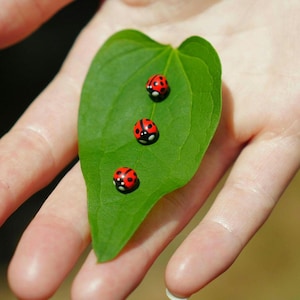Ladybug Pin | Handmade Clay Bug Brooches | Symbolic Gifts, Gifts for Memorials