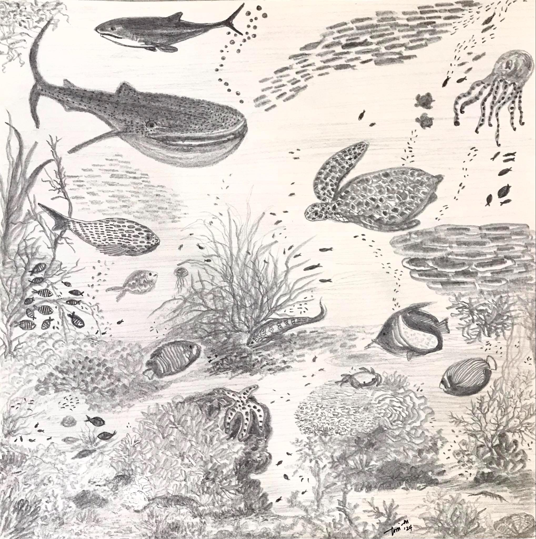 Life Graphites Reef Life Graphite Pencil Drawing: Original Ocean Artwork (12x12) - Etsy