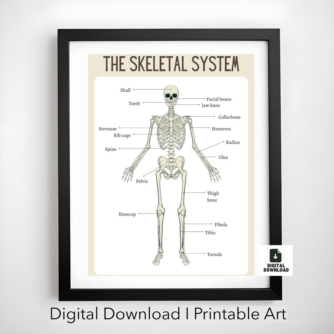 Human Skeleton Poster for Kids Human Bones Downloadable Prints ...