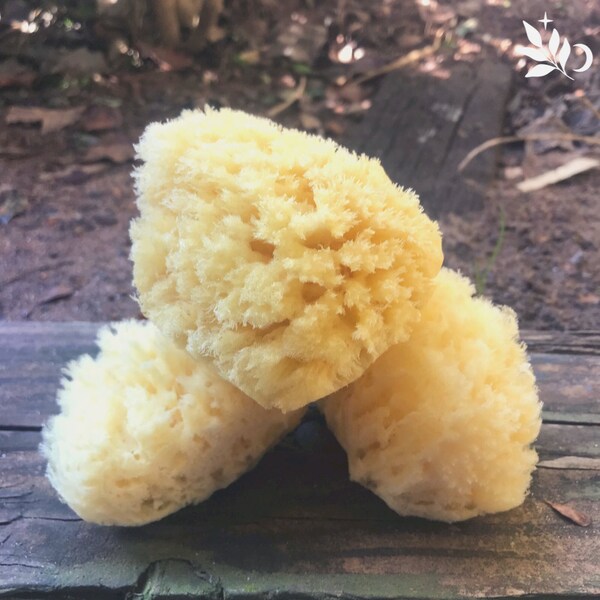 Sea Sponge Etsy